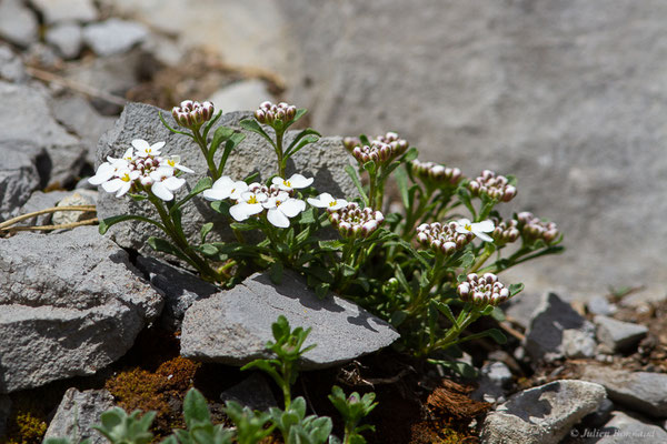 Iberis de Pruiti – Iberis carnosa Willd., 1800, (Station de ski de La Pierre-Saint-Martin, Arette (64), France, le 15/05/2022)