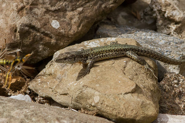 Lézard de Vaucher — Podarcis vaucheri (Boulenger, 1905)