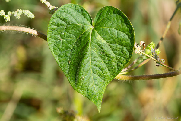 Ipomée pourpre — Ipomoea purpurea (L.) Roth, 1787, (Anglet (64), France, le 17/10/2023)