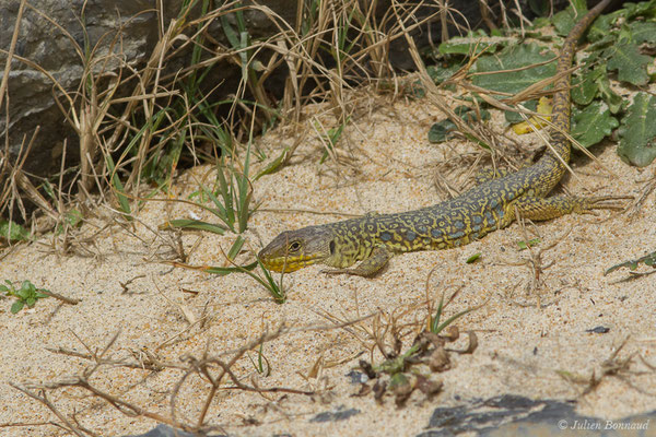 Lézard ocellé — Timon lepidus (Daudin, 1802), (femelle adulte) (Tarnos (64), France, le 13/03/2020)