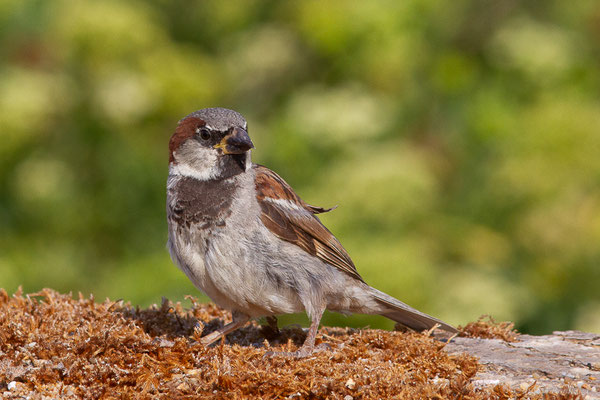 Moineau domestique — Passer domesticus (Linnaeus, 1758), (Anglet (64), France, le 10/08/2024)