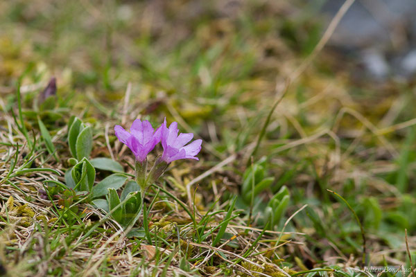 Primevère à feuilles entières – Primula integrifolia L., 1753, (Station de ski de Gourette, Eaux Bonnes (65), France, le 15/06/2020)