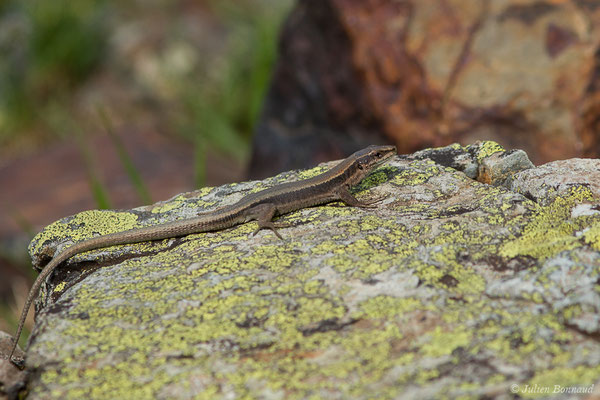 Lézard de Bonnal — Iberalacerta bonnali (Lantz, 1927)