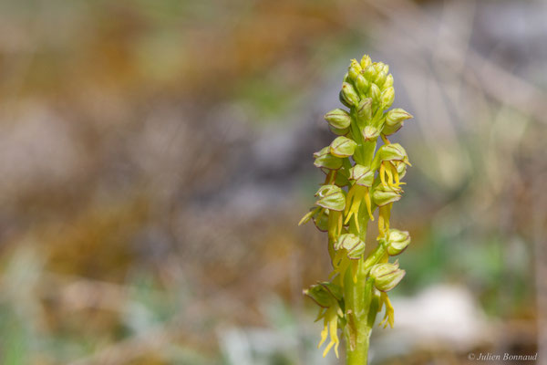 Homme-pendu — Orchis anthropophora (L.) All., 1785