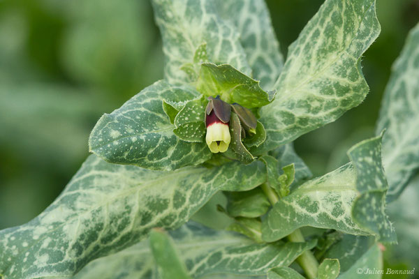 Grand Mélinet — Cerinthe major L., 1753, (Parc nature du Plan, La Garde (83), France, le 01/02/2021)