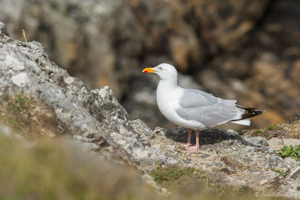 Goéland argenté — Larus argentatus Pontoppidan, 1763, (Cap Fréhel, Plévenon (22), France, le 06/07/2021)