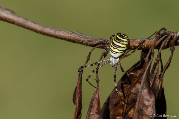 Argiope frelon (Argiope bruennichi) (Ger (64), France, le 08/10/2017)