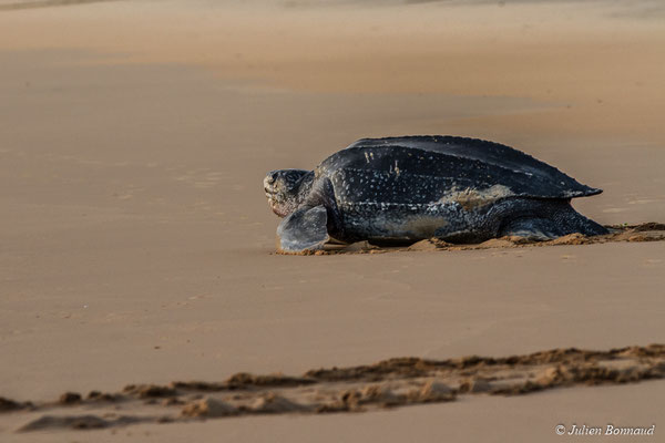 Tortue luth — Dermochelys coriacea (Vandelli, 1761), (Plage des Salines, Remire-Montjoly, Guyane, le 20/05/2017)