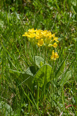 Coucou, Primevère officinale – Primula veris L., 1753, (Etsaut (64), France, le 06/05/2019)