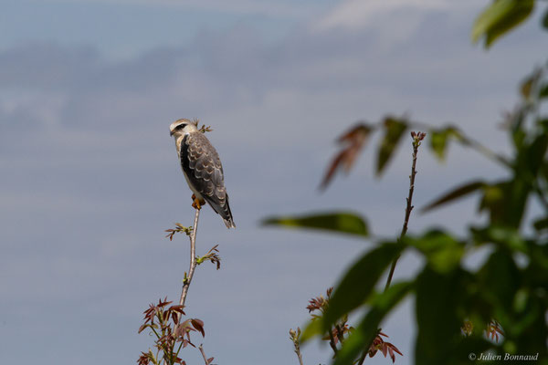 Élanion blanc — Elanus caeruleus (Desfontaines, 1789), (juvénile), (Aignan (32), France), le 27/05/2025)