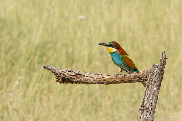 Guêpier d'Europe — Merops apiaster Linnaeus, 1758, (Pitillas (Navarre), Espagne, le 15/07/2023)