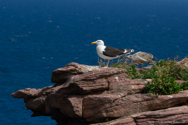 Goéland marin — Larus marinus Linnaeus, 1758