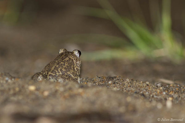Pélobate cultripède — Pelobates cultripes (Cuvier, 1829), (Tarnos (40), France, le 22/05/2021)