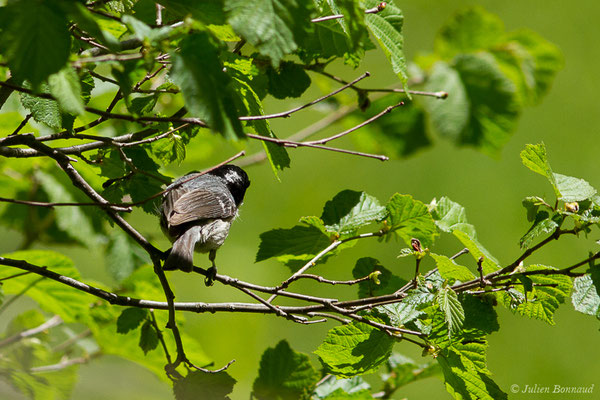Mésange noire — Periparus ater (Linnaeus, 1758), (Sers (65), France, le 07/06/2019)