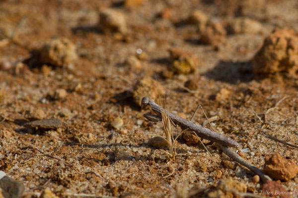 Mante terrestre (Geomantis larvoides) (Vila do Bispo, (Algarve), Portugal, le 31/08/2018)