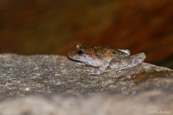 Discoglosse Corse — Discoglossus montalentii Lanza, Nascetti, Capula & Bullini, 1984, (Asco (2B), France, le 10/09/2019)