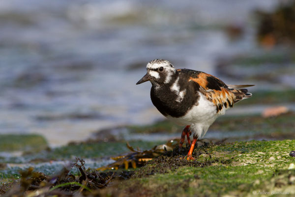 Tournepierre à collier — Arenaria interpres (Linnaeus, 1758), (Anglet (64), France, le 10/08/2024)