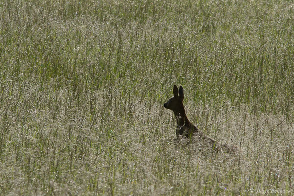 Chevreuil européen – Capreolus capreolus (Linnaeus, 1758), (Pihourc, Saint-Godens (31), France, le 21/05/2018)