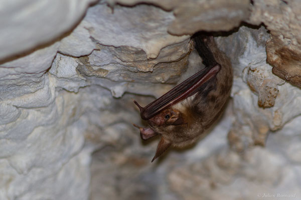 Grand murin — Myotis myotis (Borkhausen, 1797)