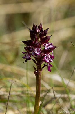 Orchis pourpre — Orchis purpurea Huds., 1762