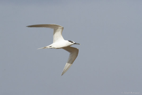  Sterne caugek — Thalasseus sandvicensis (Latham, 1787), (Parc Naturel du Delta de l'Ebre (Catalogne), Espagne, le 05/02/2022)