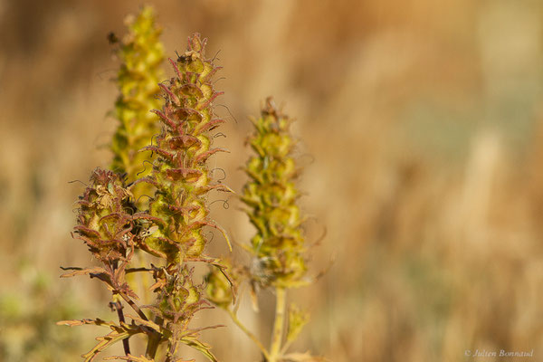 Bartsie trixago — Bartsia trixago L., 1753, (Fuentes de Nava, Palencia (Castille-et-León), Espagne, le 04/07/2022)