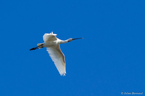 Spatule blanche — Platalea leucorodia Linnaeus, 1758, (adulte) (réserve ornithologique du Teich (33), France, le 24/01/2018)