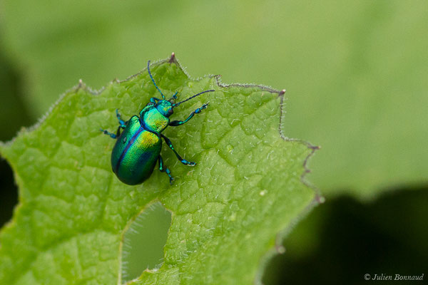 (Oreina speciosissima) (adulte) (Station de ski de Gourette, Eaux Bonnes (65), France, le 15/06/2020)