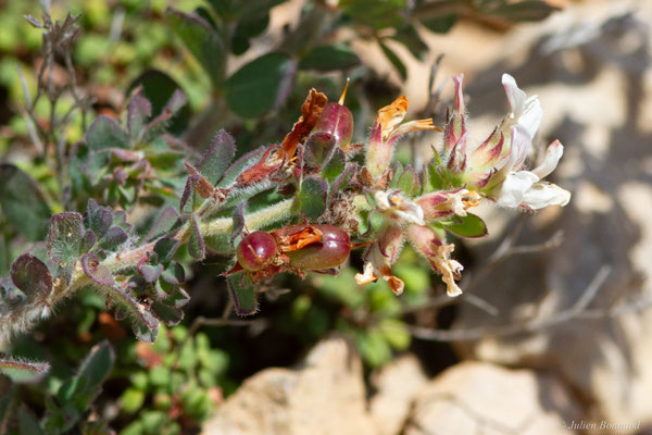 Pied de Coq — Lotus hirsutus L., 1753