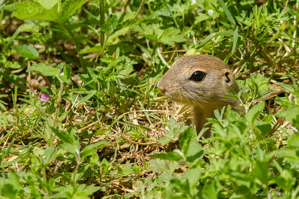 Souslik d'Europe ou Spermophile d'Europe — Spermophilus citellus (Linnaeus, 1766)