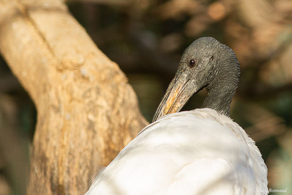 Ibis sacré — Threskiornis aethiopicus (Latham, 1790), (adulte) (Zoa-parc, Sanary-sur-Mer (83), France, le 22/12/2021)