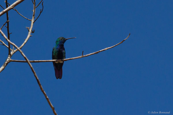 Mango à cravate noire — Anthracothorax nigricollis (Vieillot, 1817)
