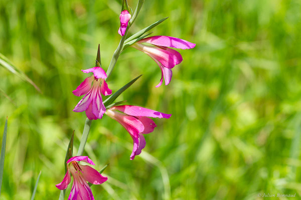 Glaïeul des moissons — Gladiolus italicus Mill., 1768