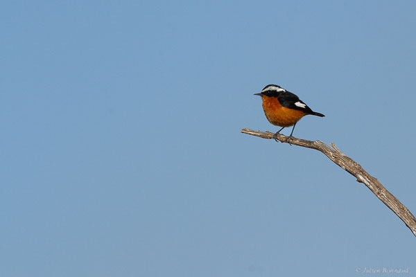 Rougequeue de Moussier — Phoenicurus moussieri (Olphe-Galliard, 1852), (Parc national de Souss-Massa, Sidi Binzarne, Maroc, le 02/02/2023)