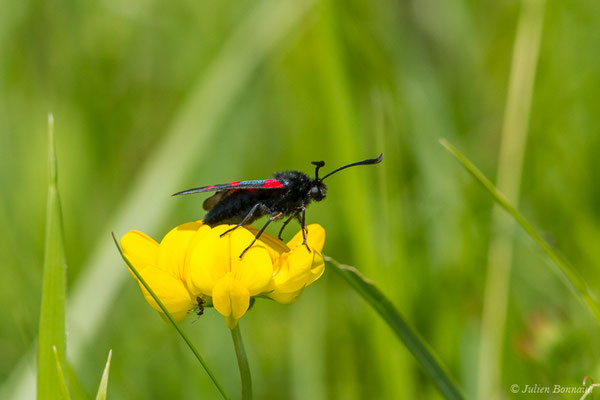 Zygène du trèfle — Zygaena trifolii (Esper, 1783), (Pihourc, Saint-Godens (31), France, le 21/05/2018)