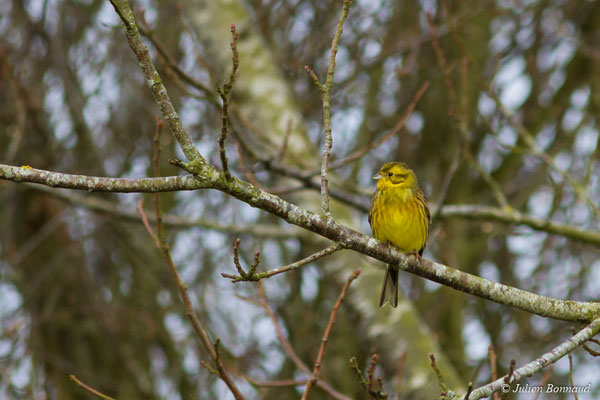 Bruant jaune — Emberiza citrinella Linnaeus, 1758, (Malguénac (56), France, le 20/02/2017)