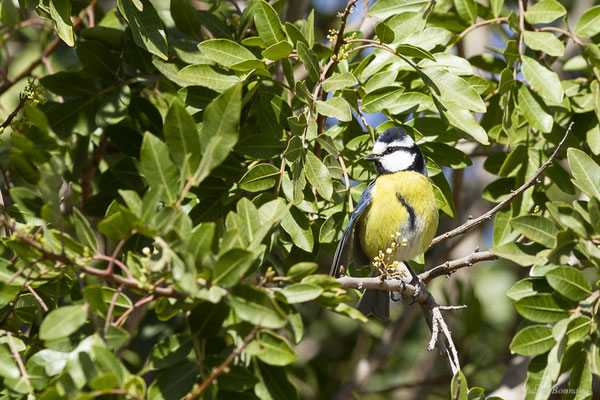 Mésange nord-africaine — Cyanistes teneriffae (Lesson, 1831), (Betancuria, Fuerteventura, (Iles Canaries, Espagne), le 17/02/2022)