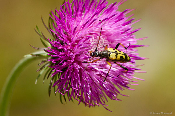 Lepture tacheté – Rutpela maculata (Poda, 1761), (Fort du Portalet, Etsaut (64), France, le 13/06/2022)