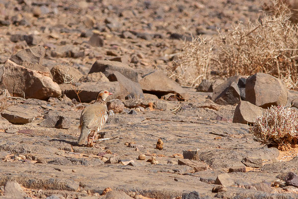 Perdrix gambra — Alectoris barbara (Bonnaterre, 1790),  (Msseyed (Guelmim-Oued Noun), Maroc, le 29/03/2024)