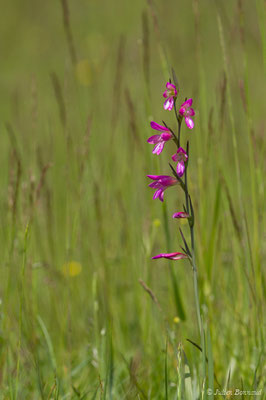 Glaïeul des moissons — Gladiolus italicus Mill., 1768
