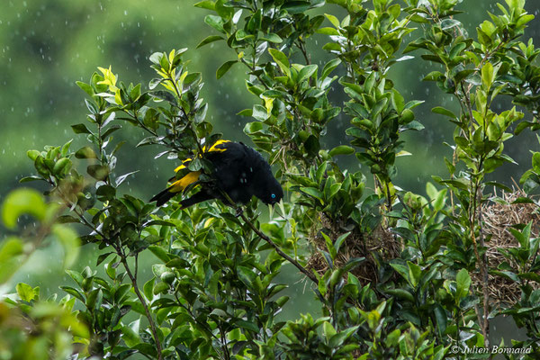 Cassique cul-jaune (Cacicus cela) (mine d'or Espérance, Apatou, le 11/05/2017)