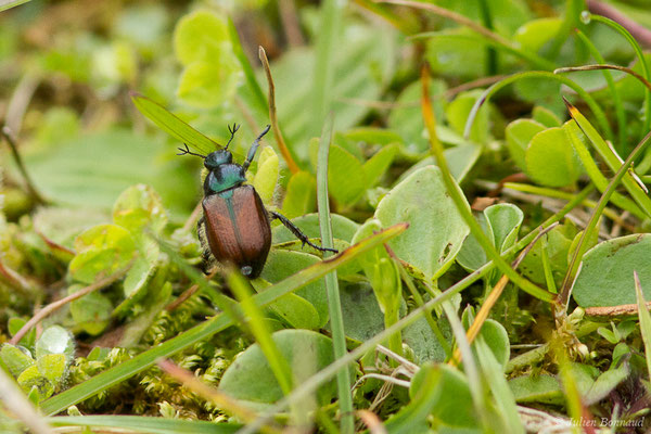 Amphimallon ruficorne (Station de ski de Gourette, Eaux Bonnes (65), France, le 15/06/2020)