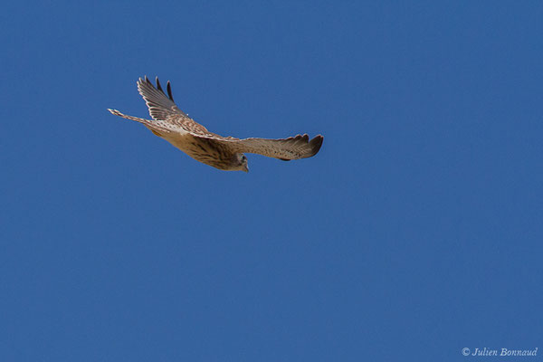 Faucon crécerellette — Falco naumanni Fleischer, JG, 1818, ((Andalousie), Espagne, le 01/08/2020)