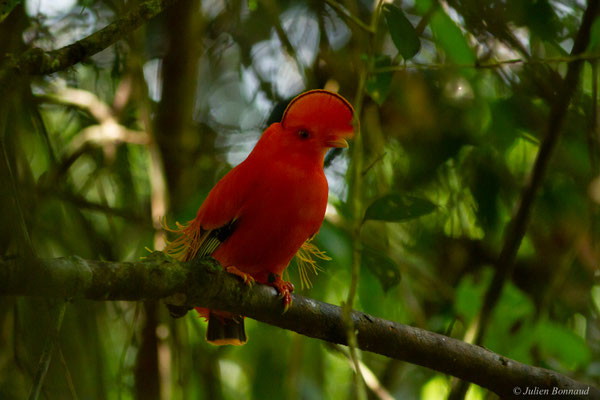 Coq-de-roche orange — Rupicola rupicola (Linnaeus, 1766)
