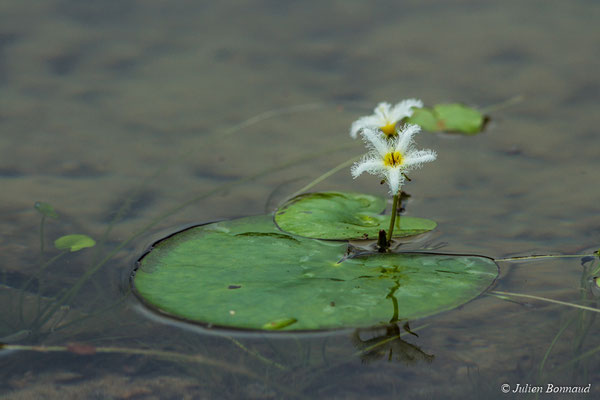 Faux nénuphar des Indes (Nymphoïdes indica) (Lac de la crique Crabe, Kourou, le 08/09/2017)