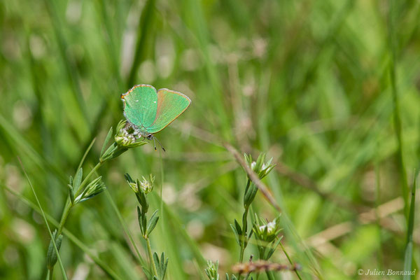 Thècle de la ronce ou Argus vert — Callophrys rubi (Linnaeus, 1758), (Pihourc, Saint-Gadens (31), France, le 21/05/2018)