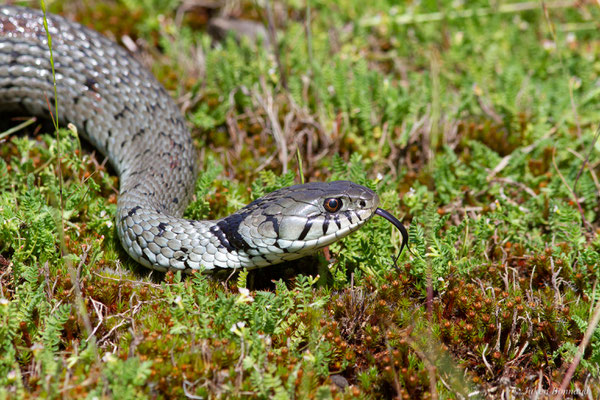 Couleuvre helvétique — Natrix helvetica (Lacepède, 1789), (Pardies (64), France, le 12/05/2025)