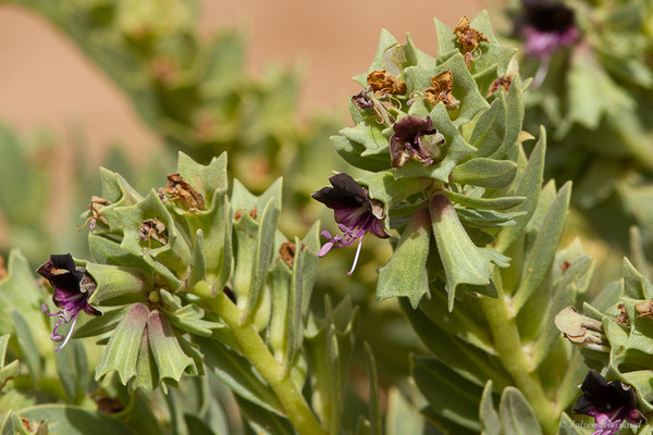 Hyoscyamus muticus L., (Parc national d'Iriqui (Souss-Massa-Draâ, Guelmim-Es Semara), Maroc, le 12/02/2023)