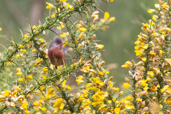 Fauvette pitchou — Curruca undata (Boddaert, 1783), (Saint-Martin-d'Oney (40), France, le 17/04/2025)