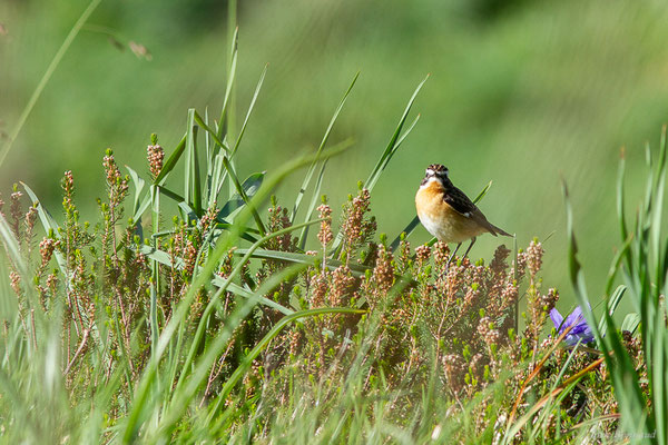 Tarier des prés — Saxicola rubetra (Linnaeus, 1758), (station de ski de Gourette, Eaux-Bonnes (64), France, le 27/05/2022)